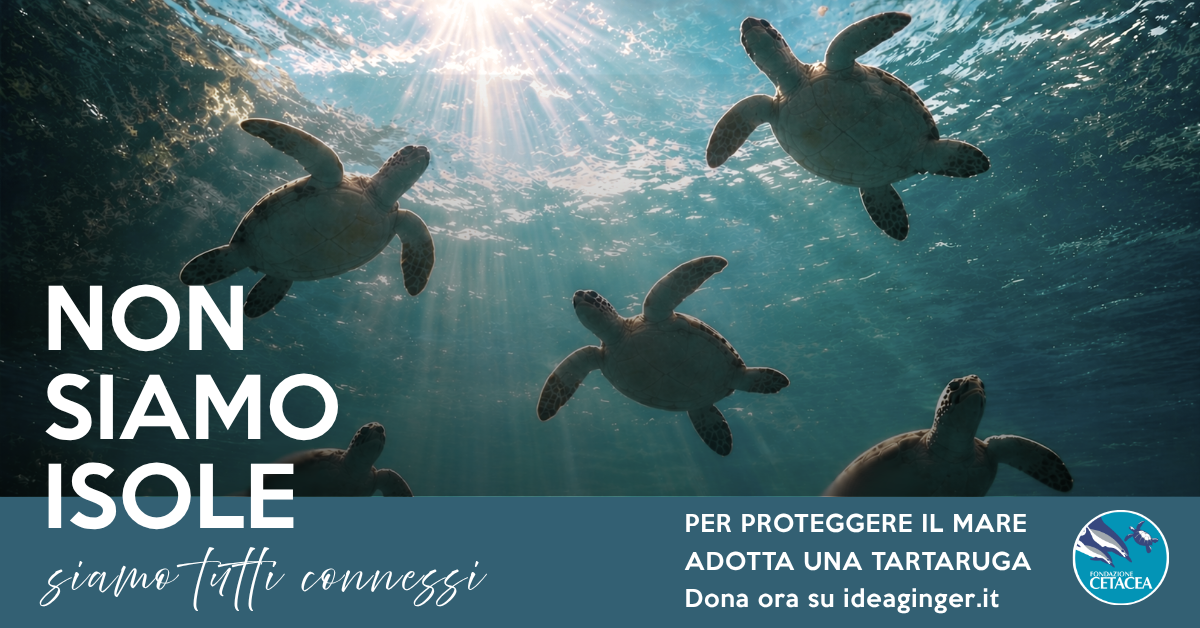 NON SIAMO ISOLE - per proteggere il mare adotta una tartaruga